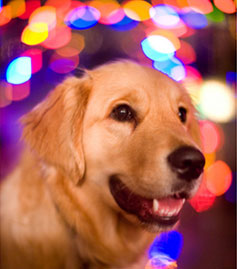 Barks and Bubbles wishes you a Golden New Year