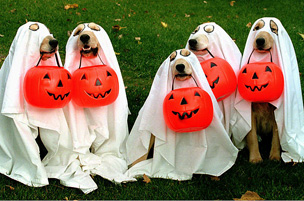 Happy Halloween, Your local Barks and Bubbles Mobile groomer!